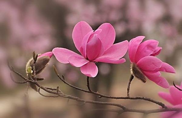 清明，獻(xiàn)給您一束辛夷花